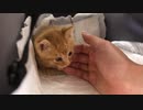 可愛すぎる保護子猫のお迎え初日の様子
