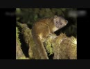 珍獣の世界「オリンギート」