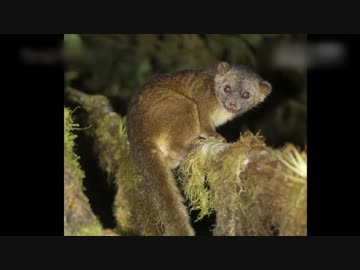 珍獣の世界「オリンギート」