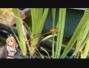 マキちゃんはトンボの羽化を撮りたかったリベンジ【タイムラプス】