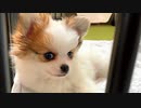 ポメチワの子犬をお迎え★初投稿