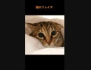 【猫のフレイア】子猫の頃の画像を繋いでみた【あざとい】