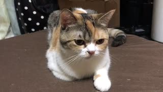 渋子に話しかけてみた('ω')