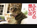 心優しき次男坊猫、忘れがたき子猫との想い出