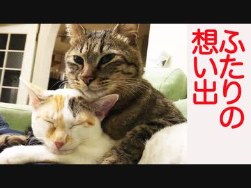 心優しき次男坊猫、忘れがたき子猫との想い出