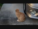 ねこねこ動画、略してねこ動