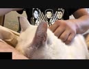 足に顔をうずめる猫
