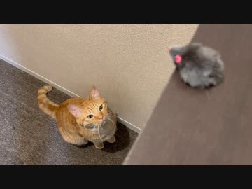 色んなおもちゃで遊ぶ猫。