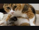 2022/9/3(土) 8時の朝のやみんさんによる猥歌.homox