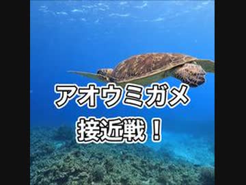 アオウミガメ接近戦！慶良間諸島