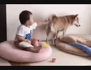 ホモと見る　赤ちゃんにア〇ルを責められるワンコ