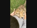 ホモと見る　耳をマッサージされる巨大な猫さん