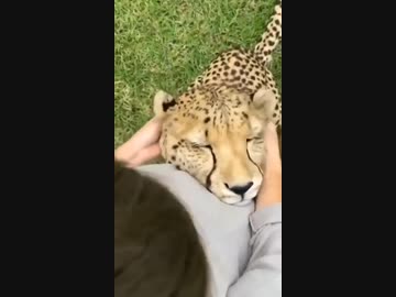 ホモと見る　耳をマッサージされる巨大な猫さん