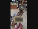 「毛づくろいブラシと遊ぶ猫２」セリフ付。#ねこのきもち #pecotv #猫好きさんと繋がりたい #猫動画 #shorts #cats #funnycat #catvideo #funniestcat