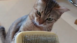 「毛づくろいブラシと遊ぶ猫２」セリフ付。#ねこのきもち #pecotv #猫好きさんと繋がりたい #猫動画 #shorts #cats #funnycat #catvideo #funniestcat