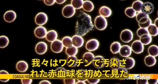 赤血球が汚染されている事を確認