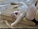 ラグドールの仔猫をお迎えしました。
