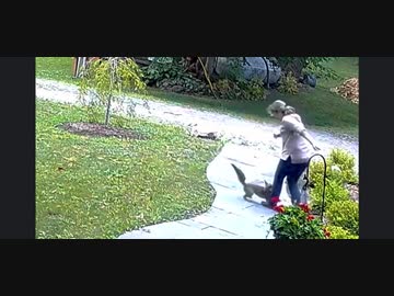 女VS狂犬病のキツネ