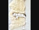 ラグドール仔猫ぽこにゃさんお迎え動画パート２