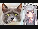 【遊戯王マスターデュエル】列車デッキで気持ちよくなりたい六花ちゃん #35【小春六花実況プレイ】