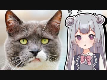 【遊戯王マスターデュエル】列車デッキで気持ちよくなりたい六花ちゃん #35【小春六花実況プレイ】