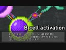 【ゆっくり解説】B細胞の活性化