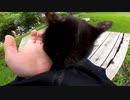 公園の黒猫がモフらせてくれるなんて幸せｗ【野良猫】【感動猫】