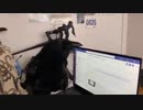 カラスは言うｕｕ ｗａ！