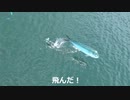 イルカ水路（のイルカ展示区画の隣）のシイラの群れ を，追いかけたりしてみただけ。