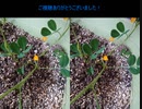 タカハシのガーデニングその７「落花生」