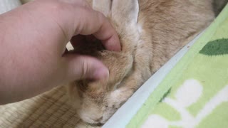 うさぎをひたすら撫でる