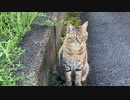久しぶりの晴れです