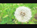 フレア／虎石容果【初音ミクオリジナル曲】