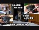 ぬいぐるみのクマさんのような子猫（末っ子、三女）…でも、まじゅい(｀･ω･´)ﾉﾞ