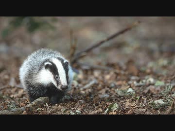 [Music] アナグマのロック - 騒音のない世界
