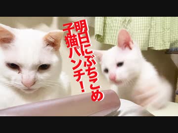 戦闘モード保護子猫、文明の利器に子猫パンチをブチ込む