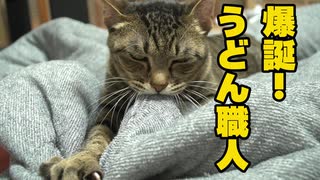 うちのネコ　布団を揉み込む姿がうどん職人の道を極める職人のよう　笑