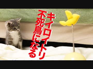 子猫が怯えるキイロイトリ、不死鳥に生まれ変わる