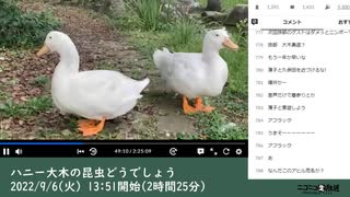 【公園部分のみ】ハニー大木「ハニー大木の昆虫どうでしょう」　①（2022/9/6）