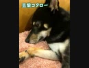 #豆柴 #コタロー 睡魔と闘う！ #柴犬 #shorts #mameshiba #shibainu