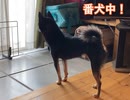#豆柴 #コタロー の生態（１） #番犬 #mameshiba