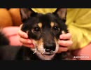 #豆柴 のほっぺをプニプニ #柴犬のいる生活 #柴犬