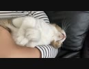 猫と両思いなんです。（下僕の妄想）