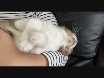 猫と両思いなんです。（下僕の妄想）
