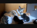 お薬を飲む子猫を見守る母猫