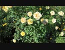 She was （ニコラップ）