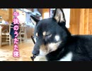 豆柴の午後のうたた寝