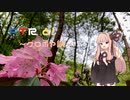 【琴葉茜車載】FTRと！～クロボヤ峡～【ソフトクリーム添え】