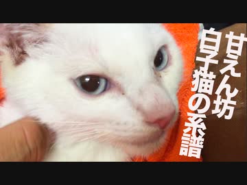 甘ったれの保護白子猫、引き継がれる珍妙白猫の系譜