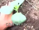秋野菜の作付けをちょっと頑張る。